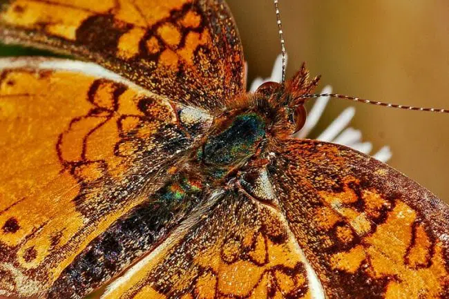Portafoglio Golden butterfly - ecco come replicarlo tramite etf
