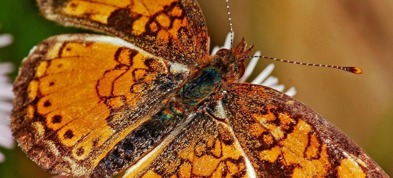 Portafoglio Golden butterfly - ecco come replicarlo tramite etf